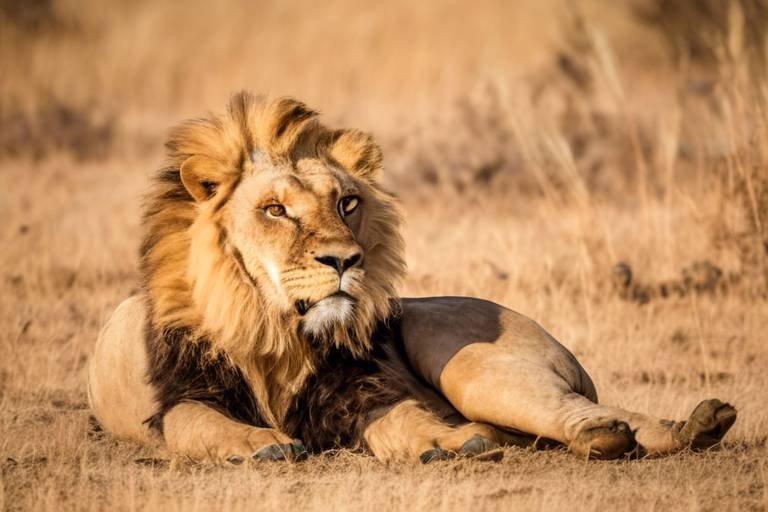 A Guide to the Best Wildlife Destinations in Africa