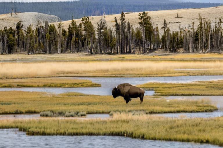 The Best Spots for Wildlife Photography in Yellowstone