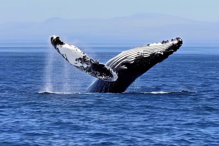 The Ultimate Guide to Whale Watching in Monterey Bay
