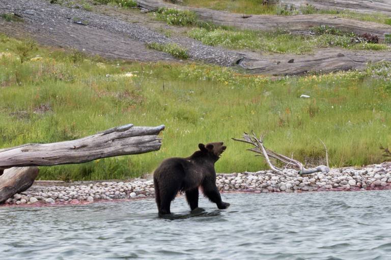 The Best Wildlife Viewing in Glacier National Park