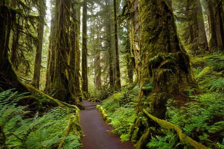 Hiking the Enchanting Trails of Olympic National Park