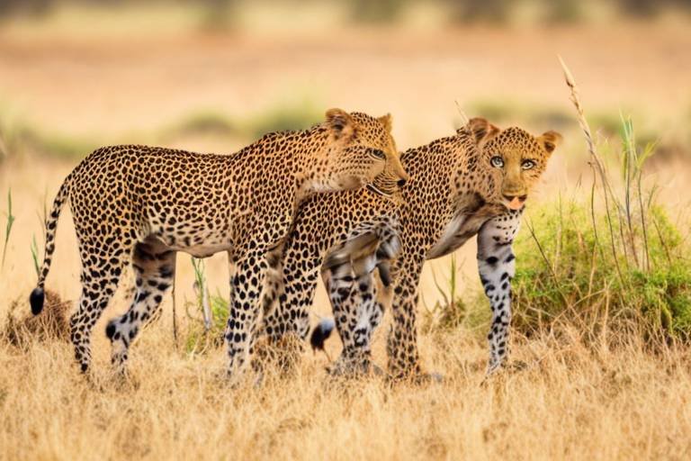 The Best Places to Visit for Wildlife Viewing in Africa