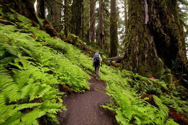 Hiking the Rugged Trails of Olympic National Park