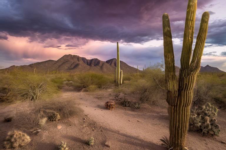 Exploring the Desert Wonders of Saguaro National Park