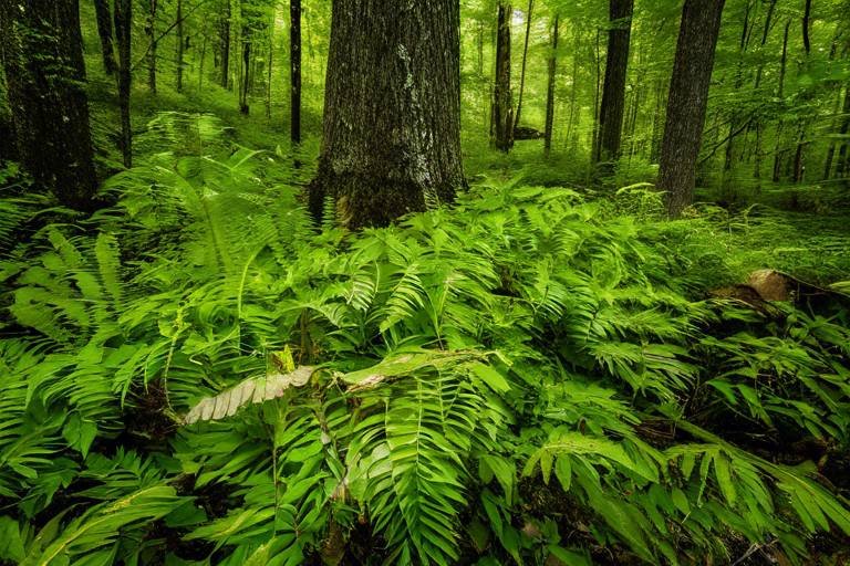 Exploring the Unique Flora of the Great Smoky Mountains