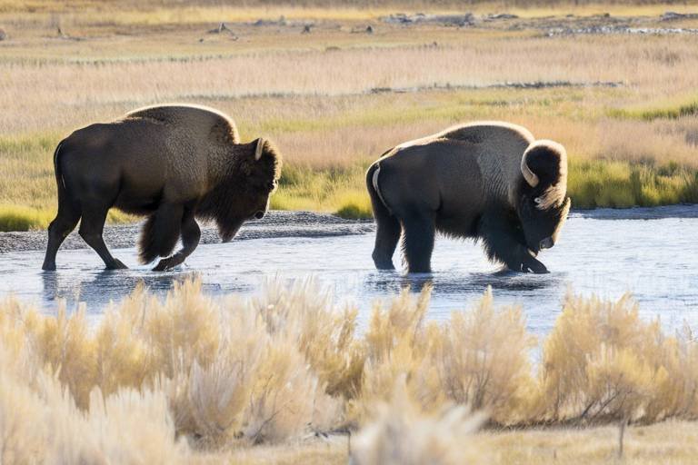 The Ultimate Guide to Wildlife Viewing in Yellowstone