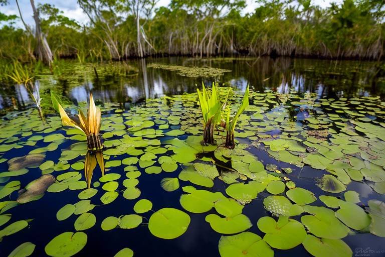 Exploring the Unique Flora of the Florida Everglades