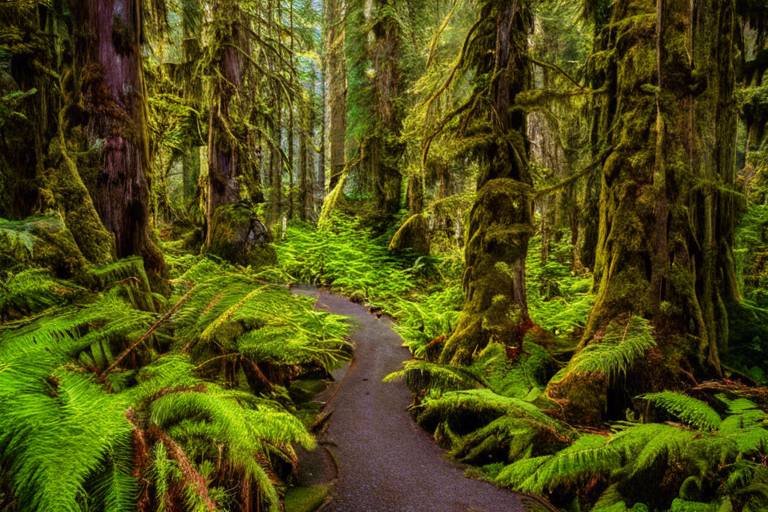 Undiscovered Charms of the United States’ Olympic Peninsula