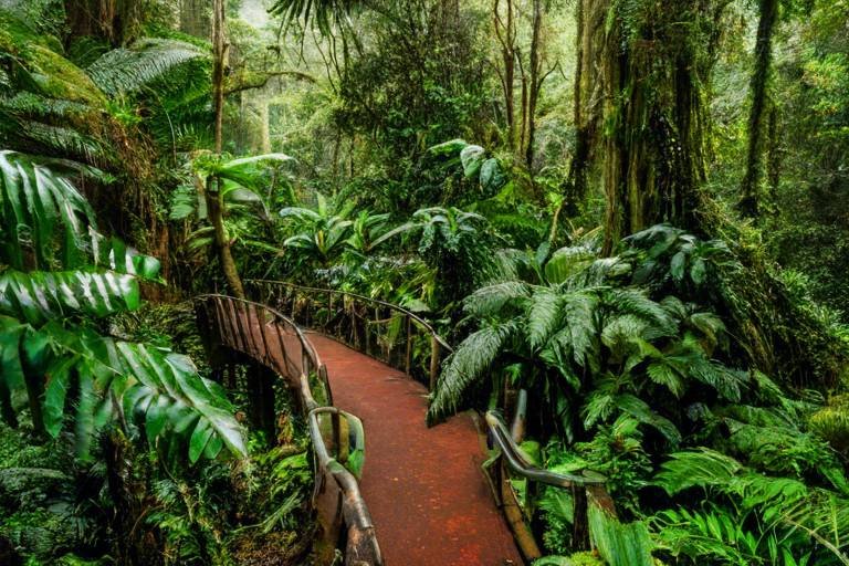 Sustainable Tips for Visiting Costa Rica’s Monteverde Cloud Forest