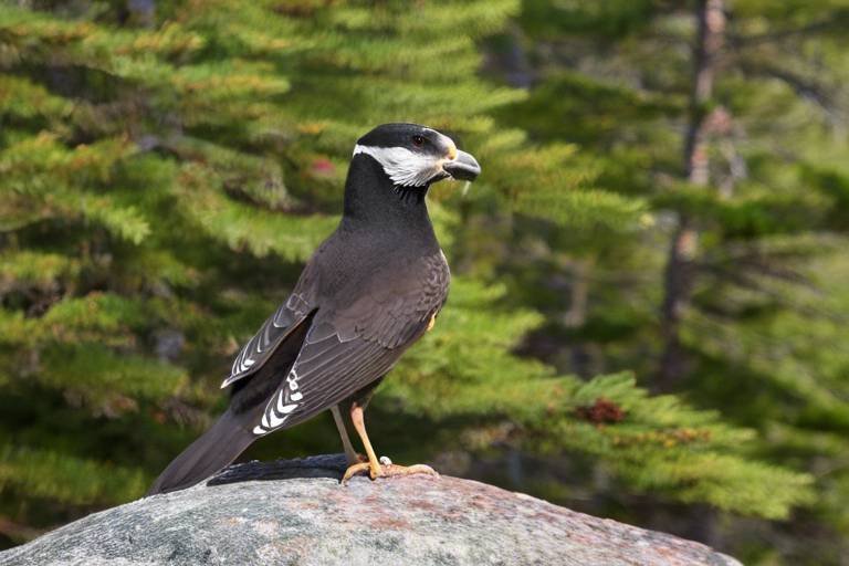 The Best Bird Watching Spots in Acadia National Park