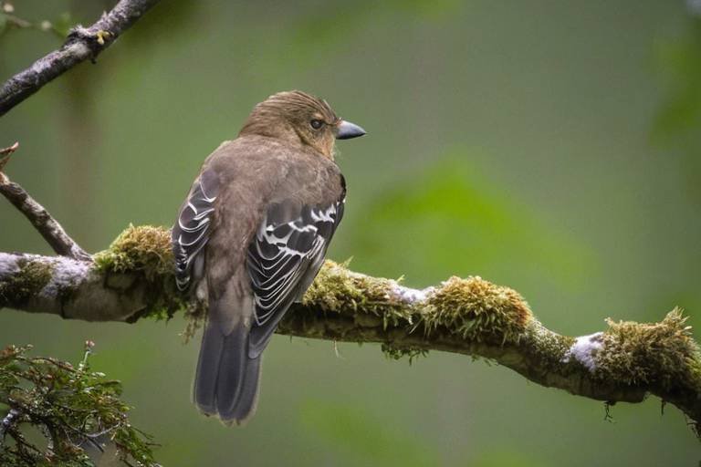 The Top Bird Watching Spots in the Great Smoky Mountains
