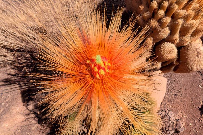 Exploring the Unique Flora of the Desert Southwest