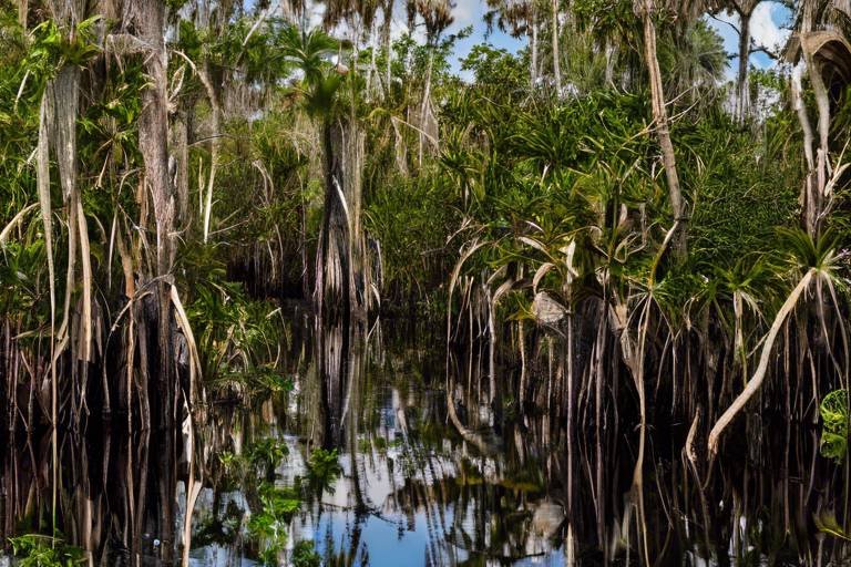 Discovering the Unique Flora of the Florida Everglades