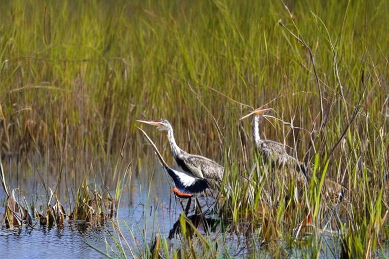 The Best Spots for Bird Watching in Everglades National Park
